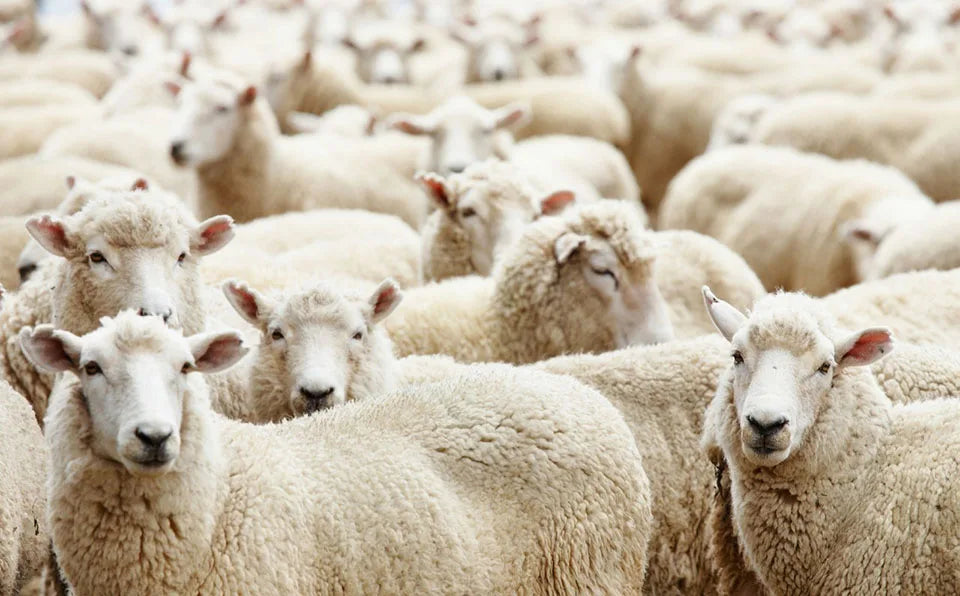 5 Pairs Winter Women's Thick Warm Merino Wool Socks Harajuku Retro Cold Resistant Fashion Casual Solid Colour Cashmere Lady's Socks